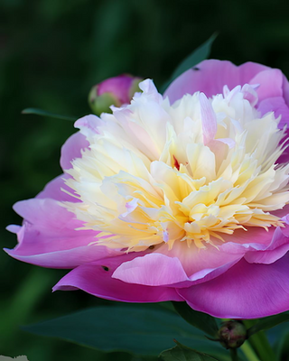PEONIA BOWL OF BEAUTY