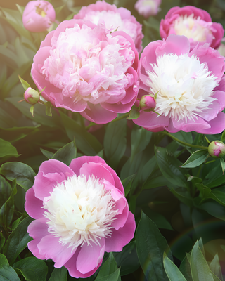 PEONIA BOWL OF BEAUTY