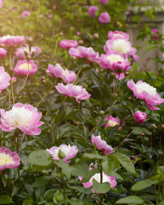 PEONIA BOWL OF BEAUTY
