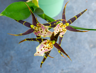 Brassia