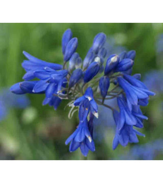 Agapanthus Bressingham Blue