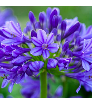Agapanthus Bright Blue