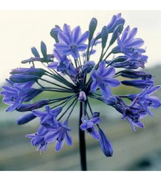 Agapanthus Bristol