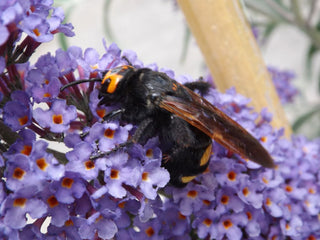 Buddleja davidii Nanho Blue-Buddleia