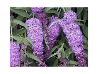 Buddleja davidii Nanho Blue-Buddleia
