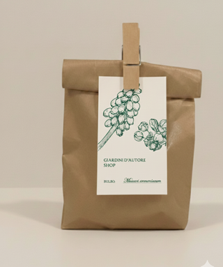 Bulbettino - MUSCARI