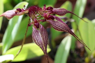 Bulbophyllum