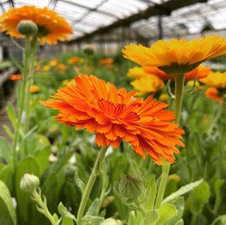 Calendula