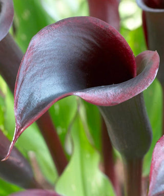Calla Black Star