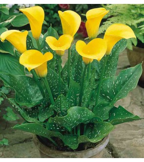 Calla Pot Of Gold