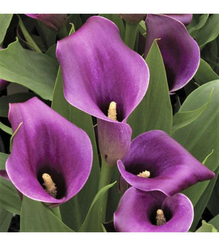 Calla Purple Sensation