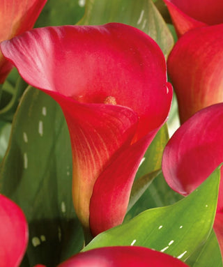 Calla Red Alert