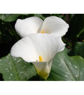 Calla White