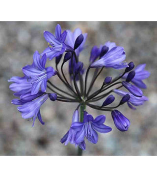 Agapanthus Cally Blue