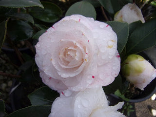 Camellia japonica Grace Albritton