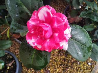 Camellia japonica Prof. Giovanni Santarelli