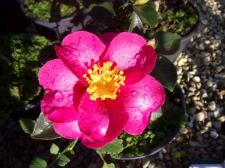 Camellia vernalis Hiryu-Camelia invernale