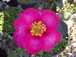 Camellia vernalis Hiryu-Camelia invernale