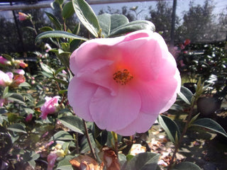 Camellia x williamsii Citation-Camelia primaverile