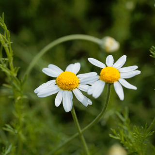 Camomilla romana