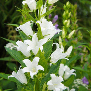 Campanula adriatica bianca