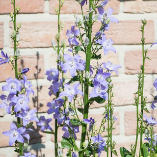 Campanula gigante blu