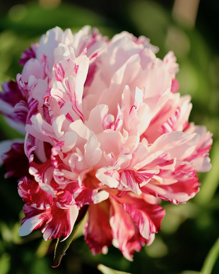 PEONIA CANDY STRIPE