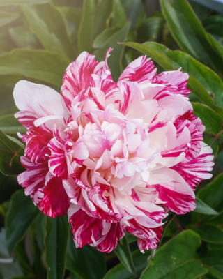 PEONIA CANDY STRIPE