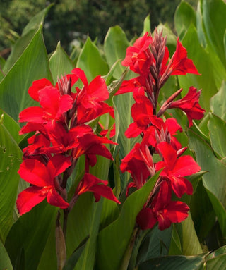 Canna Indica Firebird
