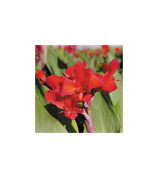 Canna Indica Inferno