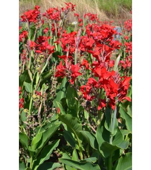 Canna Indica Pfitzer's Cherry Red