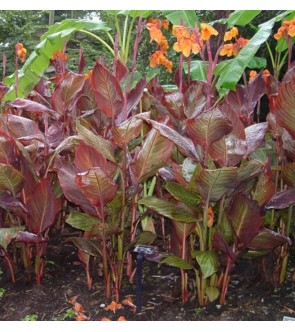 Canna Indica Phasion