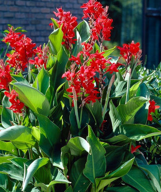 Canna Indica President