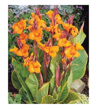 Canna Indica Pretoria Variegata