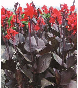 Canna Indica Red King Umbert