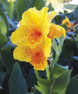 Canna Indica Yellow Humbert