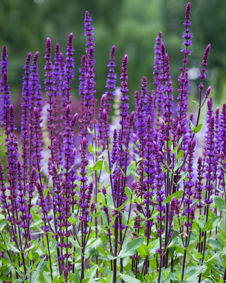 SALVIA NEMOROSA "CARADONNA"