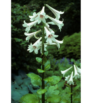 Cardiocrinum Giganteum prepiantato