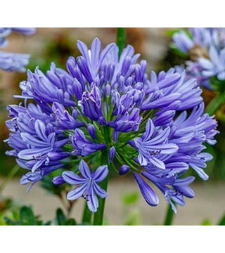 Agapanthus Carefree
