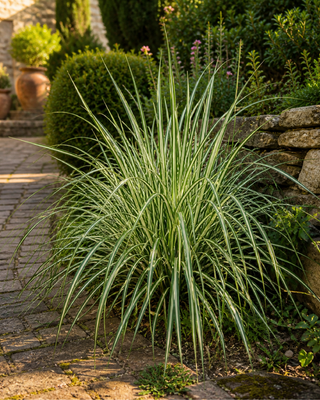 CAREX OSHIMENSIS "EVERGOLD"