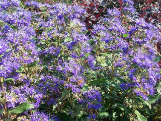 CARYOPTERIS MASTACANTHUS GRAND BLUE