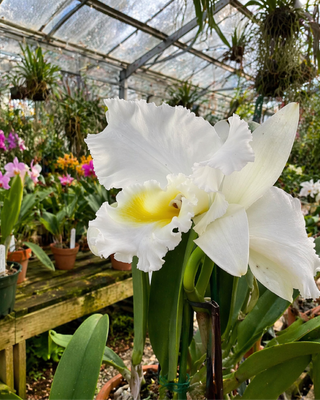 ORCHIDEA CATTLEYA OLGA