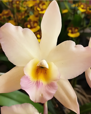 ORCHIDEA CATTLEYA SPRINGTIME
