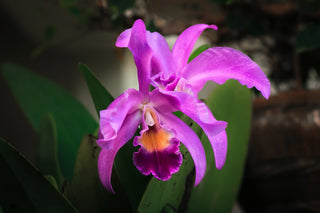 Cattleya