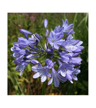 Agapanthus Caulescens Angustifolius