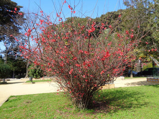Chaenomeles speciosa Rubra-Cotogno giapponese