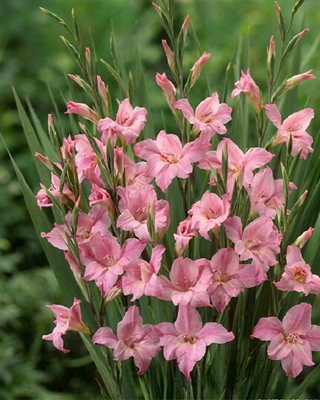 GLADIOLO TUBERGENII CHARMING BEAUTY