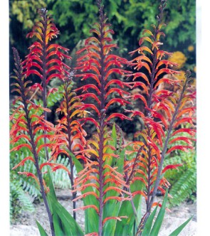 Chasmanthe Floribunda