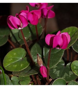 Ciclamino Coum Meaden's Crimson