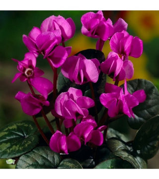 Ciclamino Coum Rubrum